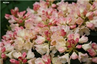 f44771ae-IMG_7076 rododendron.jpg